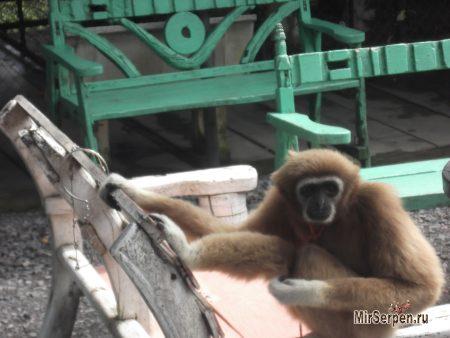 Paradise Park Farm на острове Самуи