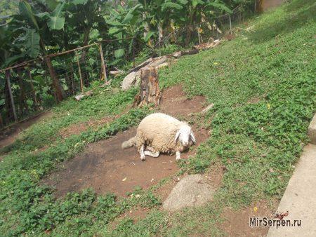 Paradise Park Farm на острове Самуи