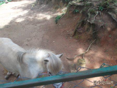 Paradise Park Farm на острове Самуи