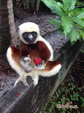 Остров Маврикий - жемчужина Индийского океана