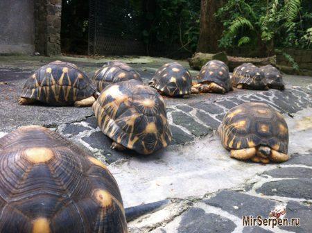 Остров Маврикий - жемчужина Индийского океана