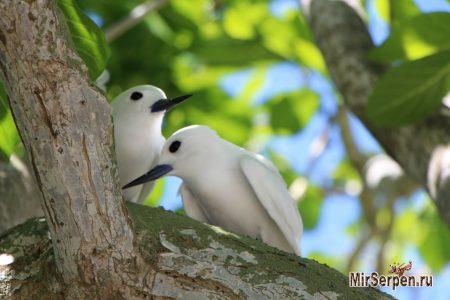 Остров Маврикий - жемчужина Индийского океана