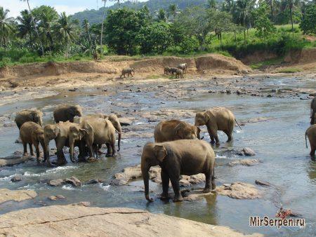 Вечное лето и вечный рай Шри-Ланки Вечное лето и вечный рай Шри-Ланки