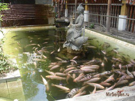 Вечное лето и вечный рай Шри-Ланки Вечное лето и вечный рай Шри-Ланки