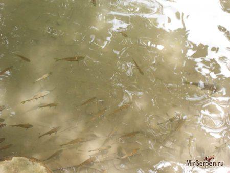 Рыба-спа - когда вас грызут за ваши деньги