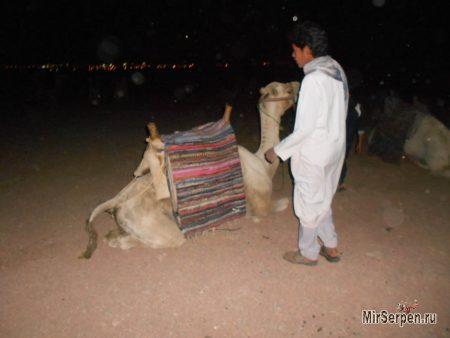 Катание на верблюде - ожидания и реальность Катание на верблюде - ожидания и реальность