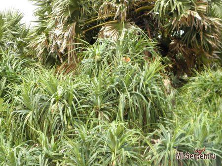 Отзыв об отеле "Botany Beach Resort 3*" в Паттайе, Таиланд