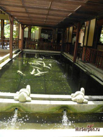 Отзыв об отеле "Botany Beach Resort 3*" в Паттайе, Таиланд