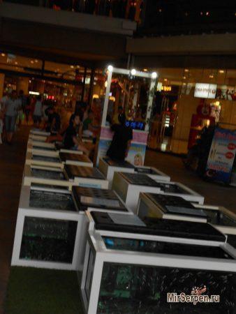 Рыба-спа - когда вас грызут за ваши деньги