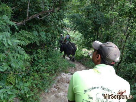 Катание на слонах - ожидания и реальность Катание на слонах - ожидания и реальность