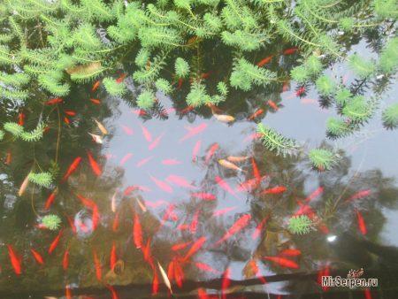 Незабываемые впечатления в Айя-Напе