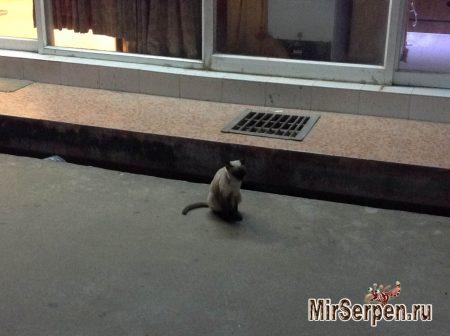 Сиамский котик на острове Пхукет Сиамский котик на острове Пхукет