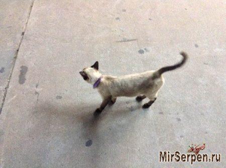 Сиамский котик на острове Пхукет Сиамский котик на острове Пхукет