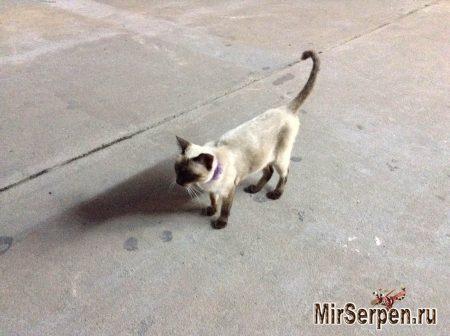 Сиамский котик на острове Пхукет Сиамский котик на острове Пхукет