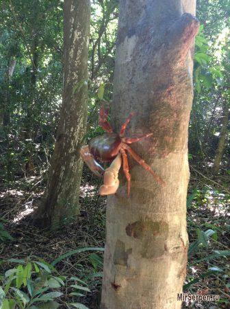 Фото дня: Древесный краб на острове Симилан, Таиланд Фото дня: Древесный краб на острове Симилан, Таиланд