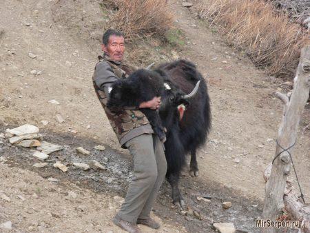 Жители Непала Жители Непала
