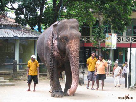 Топ-5 занятий во время отдыха на Шри-Ланке