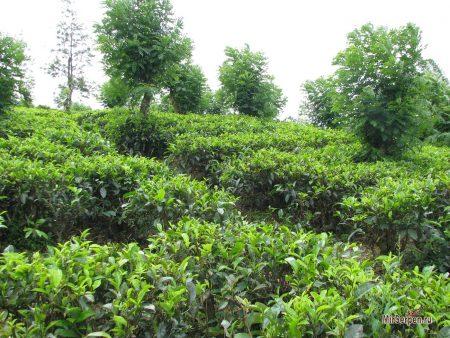 Топ-5 занятий во время отдыха на Шри-Ланке