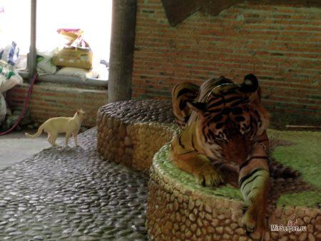 Фото дня: тигр и кошка в Паттайе, Таиланд