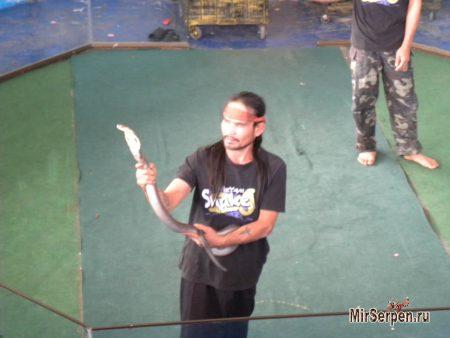 Особенности отдыха и выбора отеля при посещении Таиланда Особенности отдыха и выбора отеля при посещении Таиланда