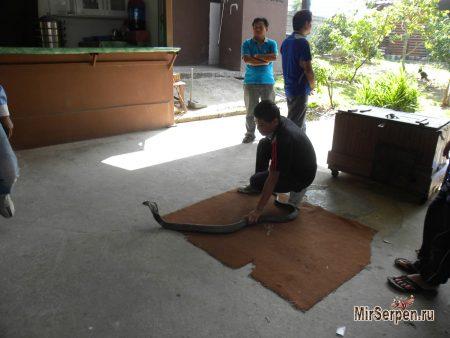 Выпить кровь змеи в Таиланде