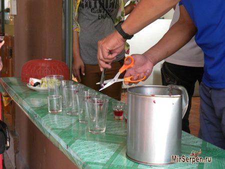 Выпить кровь змеи в Таиланде