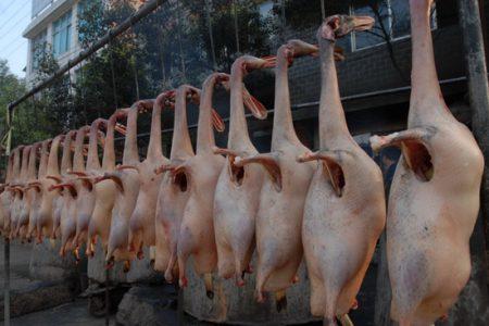 Можно ли есть корейскую собаку? Можно ли есть корейскую собаку?