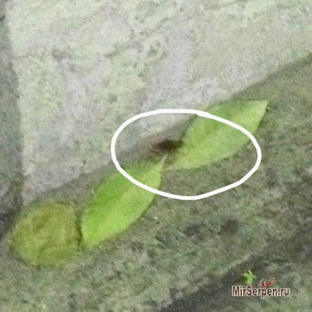 Тайские тараканы на кухне и в... тарелке Тайские тараканы на кухне и в... тарелке