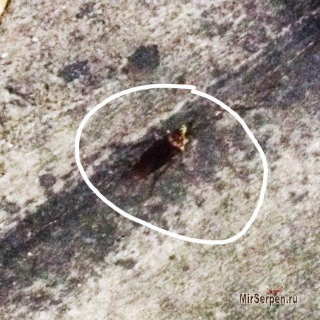 Тайские тараканы на кухне и в... тарелке Тайские тараканы на кухне и в... тарелке