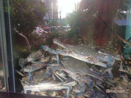 Перспективы продвижения тайской кухни Перспективы продвижения тайской кухни