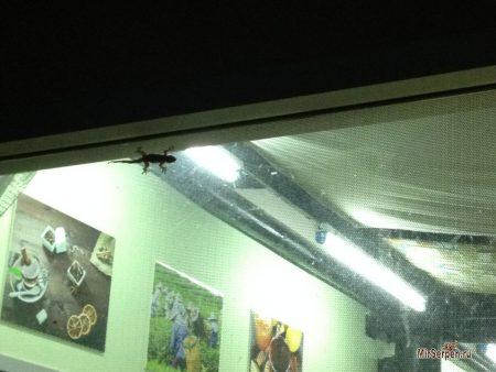 Наши маленькие тайские соседи гекконы Наши маленькие тайские соседи гекконы