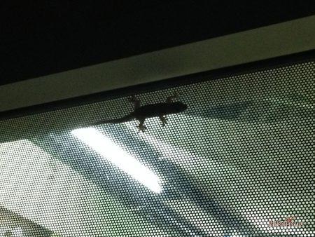 Наши маленькие тайские соседи гекконы Наши маленькие тайские соседи гекконы