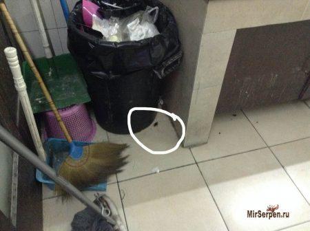 Тайские тараканы на кухне и в... тарелке Тайские тараканы на кухне и в... тарелке