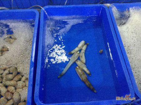 Разнообразие вьетнамской кухни Разнообразие вьетнамской кухни